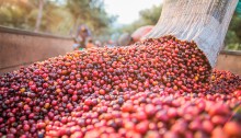 Foco total na colheita de café no Brasil