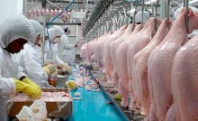 Exportação de carne de frango tem queda no primeiro quadrimesre