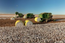 Com alta externa, preço do algodão reage no Brasil