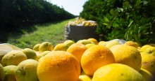 Queda expressiva na produção de laranjas vai afetar preços e mercado global de suco