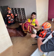 Médicos ajudam bombeiros de SP a resgatar mais de 200 animais no RS