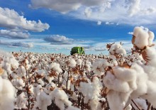 Colheita do algodão deve atingir mais de 3,6 milhões de toneladas no país
