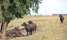 Grupo de Trabalho vai tratar sobre rastreabilidade de bovinos e bubalinos