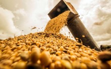 Greve na Argentina eleva procura pela soja brasileira