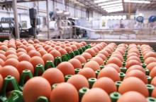 Equilíbrio entre oferta e procura, estabiliza preço dos ovos