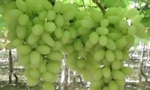 Com demanda em alta, uva branca sem semente tem valorização