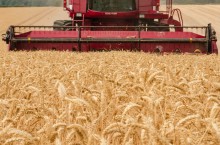 Margens operacionais desanimam produtores de trigo e levam à redução das áreas de plantio