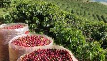 Produção de café deve atingir 58,81 milhões de sacas, aponta Conab