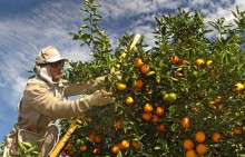 Exportações de laranja acumulam queda