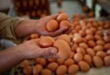 Queda na demanda pressiona preços dos ovos