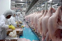 Perdas do setor avícola sobem para quase R$ 250 milhões no RS