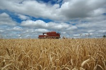Com risco de queda na oferta global, cotação do trigo ganha força
