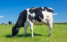 Mais de 19 milhões de vacas foram inseminadas em 2023 no Brasil, aponta relatório