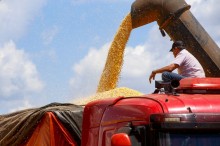 Segunda safra de milho é afetada pelo clima no PR