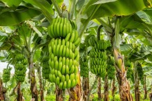 Produtores de banana devem aderir cadastro em SP