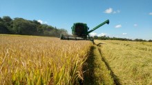 Produtores gaúchos retomam colheita do arroz, em clima de embate com o governo federal