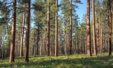 Sancionada a lei que exclui a silvicultura do rol de atividades poluidoras