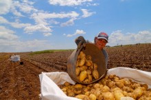 Colheita da batata poderá ter um volume menor no Paraná