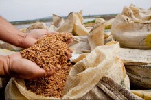 Jornalista diz que arroz importado contém agrodefensivo proibido. Governo federal nega (Assista)