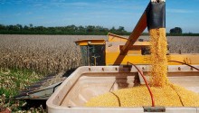 Colheita da primeira safra do milho segue avançando no Brasil