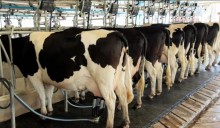 Com queda de produção, preço do leite avança pelo sexto mês seguido