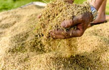 Deputada federal propõe zerar ICMS aos produtores de arroz, com contrapartida para os estados