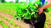Bônus da agricultura familiar inclui feijão de Santa Catarina e Paraná no mês de junho