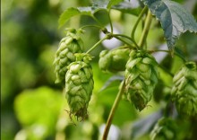 SP vai expandir produção de lúpulo, o principal ingrediente da cerveja