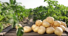Tempo firme influencia queda dos preços da batata nas principais capitais