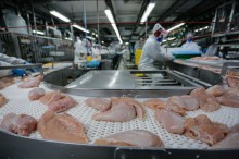Com recorde, Paraná lidera produção de frango