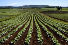 75 municípios produtores de tabaco foram afetados pela chuva no RS
