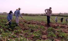 Produtores paranaenses reduzem colheita e aceleram plantio da mandioca