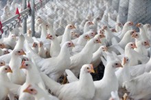 Seminário vai abordar a sustentabilidade nas cadeias produtivas de suínos e aves