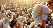 Exportação do algodão pode bater recorde em junho