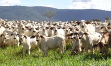 MT tem novo recorde em abate de bovinos