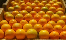 Preços da laranja seguem firmes