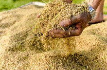 Colheita de arroz cai apenas 1% no RS e confirma o que avisavam os produtores