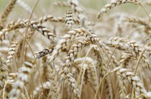 Cotações domésticas do trigo seguem em alta