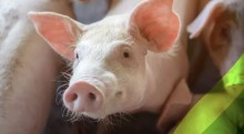 Carne suína fica mais cara em junho