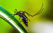 Brasil caminha para 6 milhões de casos e 4 mil mortes por dengue