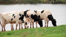 Enchentes e desconforto térmico no outono prejudicam produção leiteira