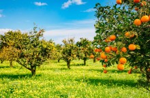 Oferta de frutas cítricas deve permanecer reduzida