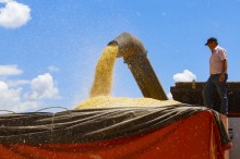 Colheita do milho da segunda safra paranaense alcança 42% da área