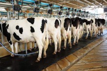 Produção de leite fica 30% mais cara em sete meses