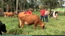 Produção de leite, associada à Erva-mate, une preservação e renda
