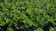 Boletim Agroclimatológico destaca chuvas intensas e alerta para influência do La Niña no Brasil
