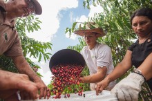 Produtores familiares quadruplicam produtividade de cafés Robustas Amazônicos