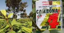 Região de Machadinho conquista Indicação de Procedência (IP) da erva-mate