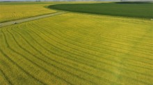 Área de plantio de arroz aumenta no Rio Grande do Sul
