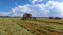 Colheita de arroz atinge 14,69% da área semeada
